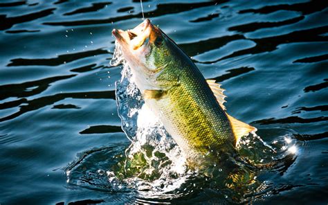 bass fishing .